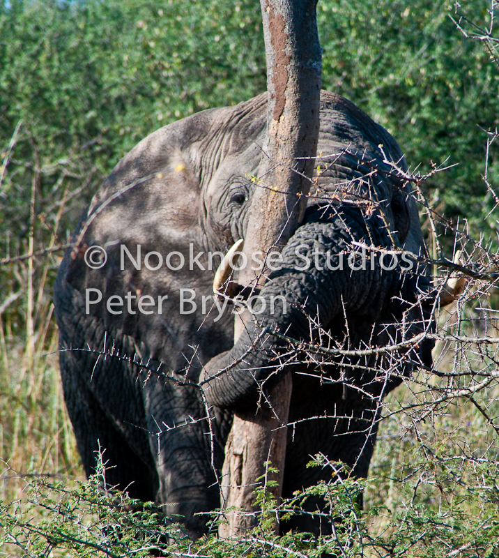 African Elephants  02